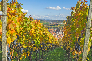  Württemberger Weinvielfalt aus der Region Besigheim 