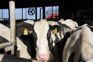  Der 50 m lange und 20 m breite Stall von Peter Maurus im Allgäu wird quer belüftet. Vier spezielle Landwirtschaftsventilatoren sind an den Außenwänden angebracht. 