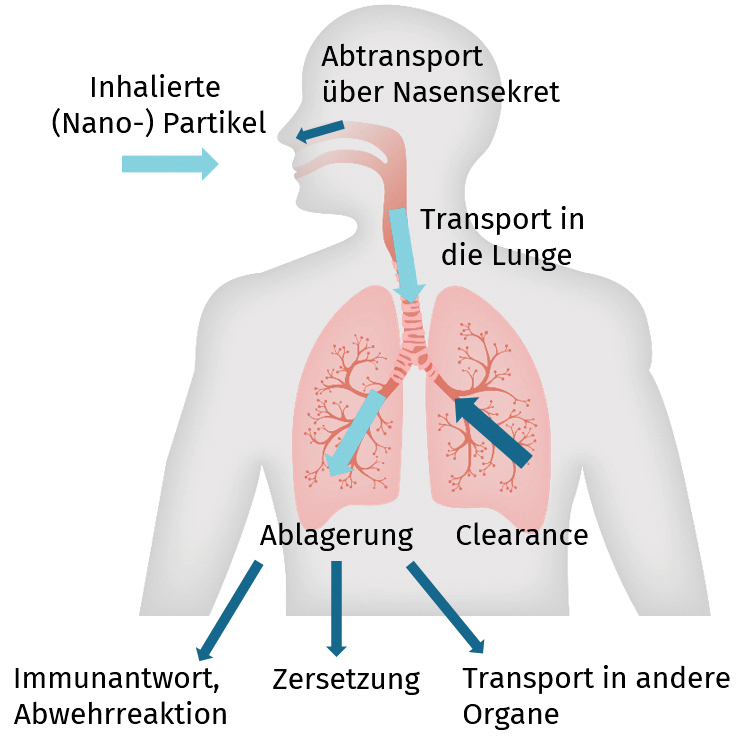 Abb. 1: Transportmechanismen inhalierter Partikel in den Atemwegen 