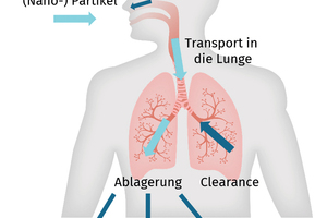  Abb. 1: Transportmechanismen inhalierter Partikel in den Atemwegen  