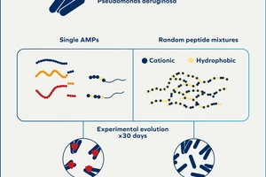  Der Einsatz der frequenzbasierten Impulstechnologie kann eine Lösung sein, um Biofilme zu destabilisieren und die bakterielle Besiedlung zu minimieren. 