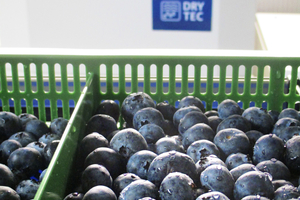  Der Einsatz von Lufttrocknern verbessert die Lagerung von Beeren und anderen empfindlichen Früchten. 