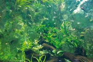  Optimal temperiertes Wasser hat in einem Aquarium höchste Priorität – hierbei kommt im Aquarium du Grand in Lyon Carrier-Technik zum Einsatz 