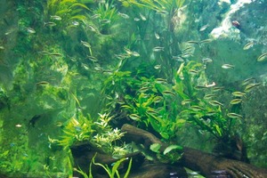  Optimal temperiertes Wasser hat in einem Aquarium höchste Priorität – hierbei kommt im Aquarium du Grand in Lyon Carrier-Technik zum Einsatz 