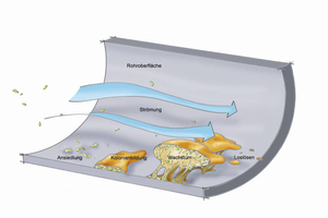  Bild 4: Biofilmbildung in Wasserleitungen  