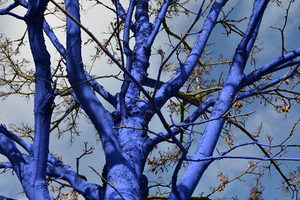  Blue Trees 