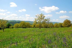  Mit jedem neuen Green-Refnet-Kunden wächst auf der Nussbaumwiese der Baumbestand.  