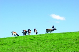  Gerade im Herbst und Winter hat Wild Saison. Dabei steigt auch ständig die Nachfrage nach hochwertigem Wild. Darauf reagierte der Wildgroßhandel Meier im vergangenen Jahr mit seiner Lagererweiterung 