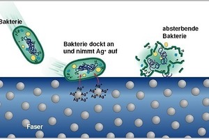  Wenn Bakterien in direkten Kontakt mit dem Textil kommen, werden sie durch die Silberionen geschädigt, so dass die Vermehrung verhindert wird 